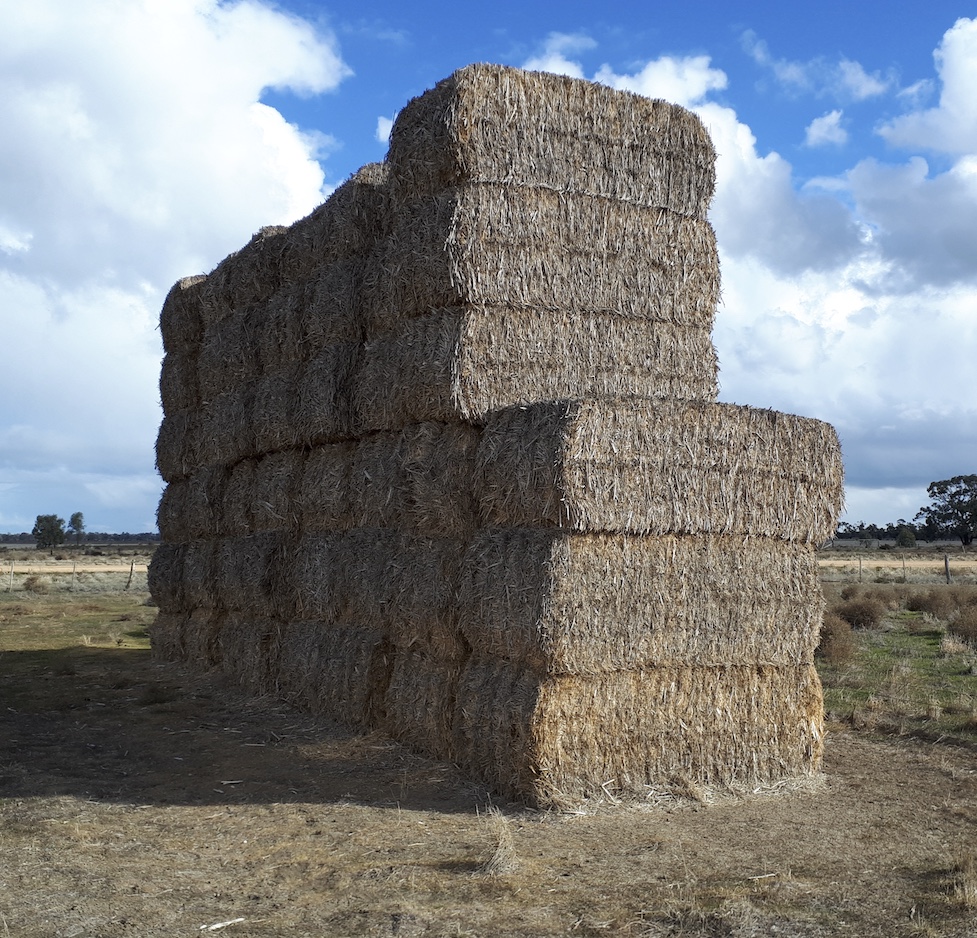 For Sale Canola Straw approximately 200 (8x4x3) big squares Hay